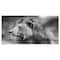 Designart - Grey Wild African Lion - Animal Canvas Art Print